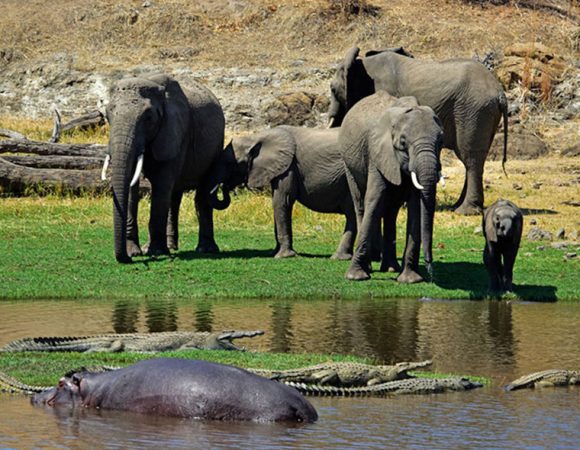 2 Days Game Drive and Boat Trip in Saadani