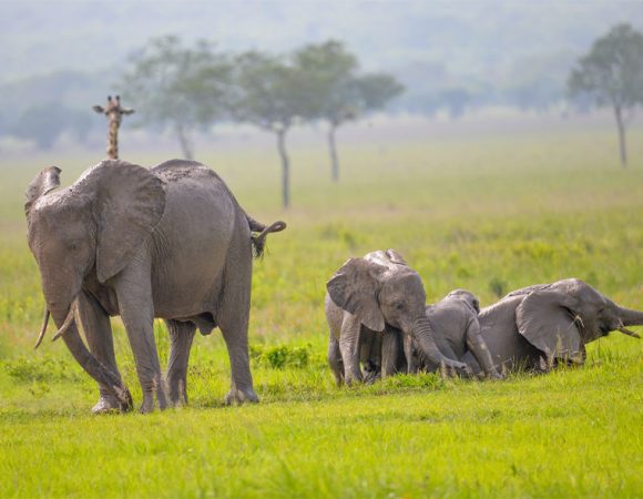 13 Days Southern Safari  and Kilwa Beach