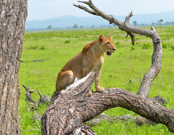 5 Days Safari in Tarangire, Serengeti, Ngorongoro and Lake Manyara Fly from Zanzibar