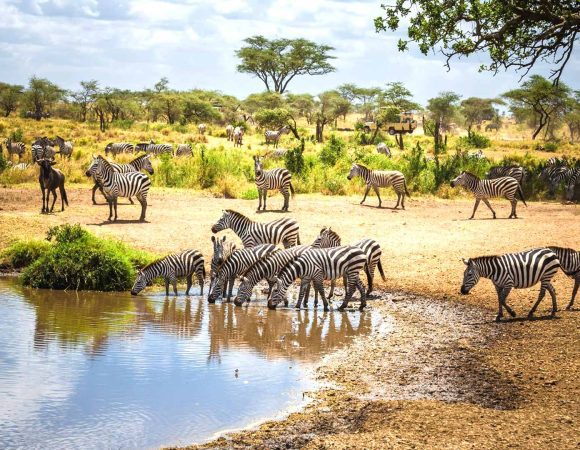 Wonders Of Serengeti National Park
