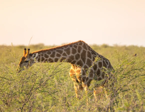 Masai Mara